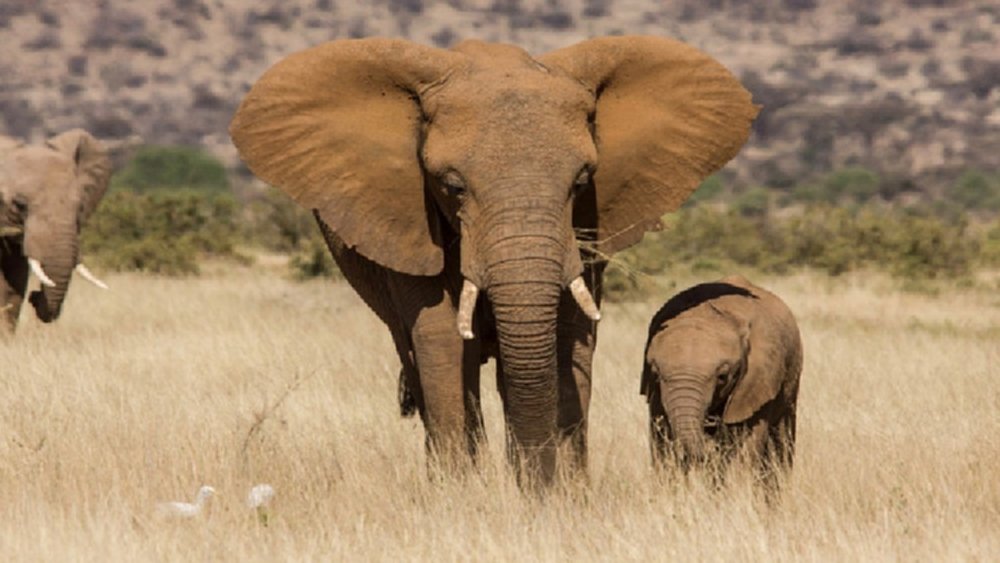 ยูเอ็นห้ามนำลูกช้างจากธรรมชาติเล่นละครสัตว์