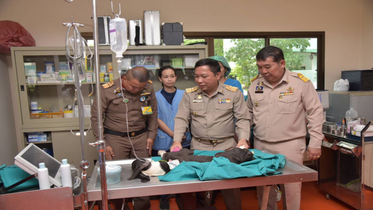 ในหลวง ทรงรับสั่งนำ 'สุนัขเกรตเดน 13 ตัว' ไปรักษาที่ม.เกษตร 