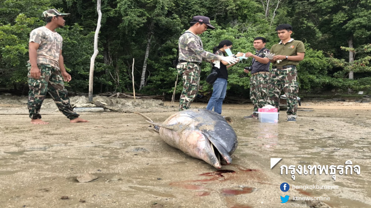 สลด! พบโลมาลายแถบยาว 2 เมตร ตายผิดปกติที่อ่าวไร่เลย์