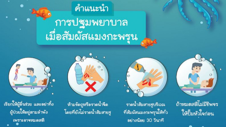 เตือนระมัดระวังการลงเล่นน้ำทะเล อาจเสี่ยงพบแมงกะพรุนพิษ