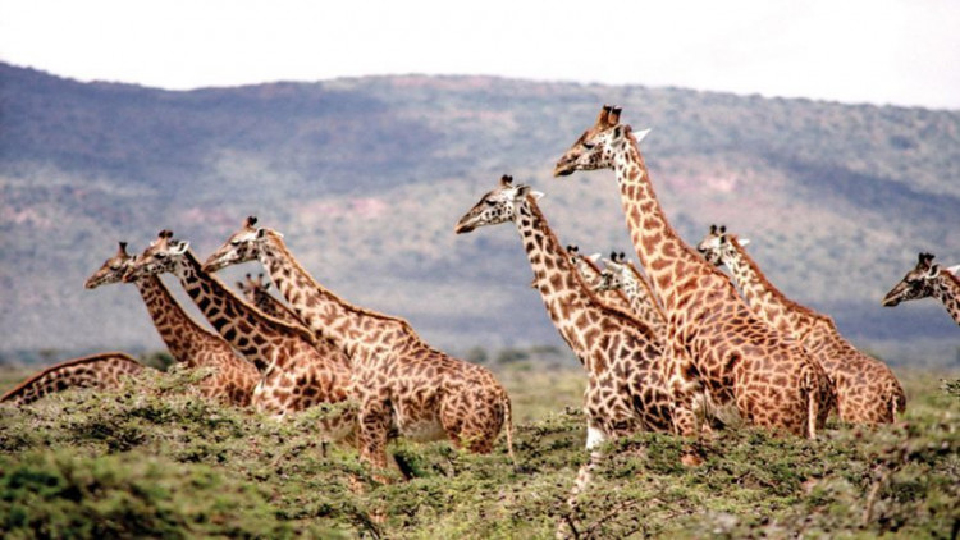 ไซเตสเพิ่ม“ยีราฟ”ในบัญชีสัตว์คุ้มครอง