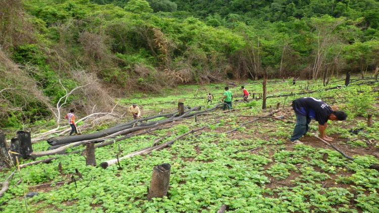ป.ป.ท.รับไต่สวนทุจริตปลูกป่าแก่งกระจาน