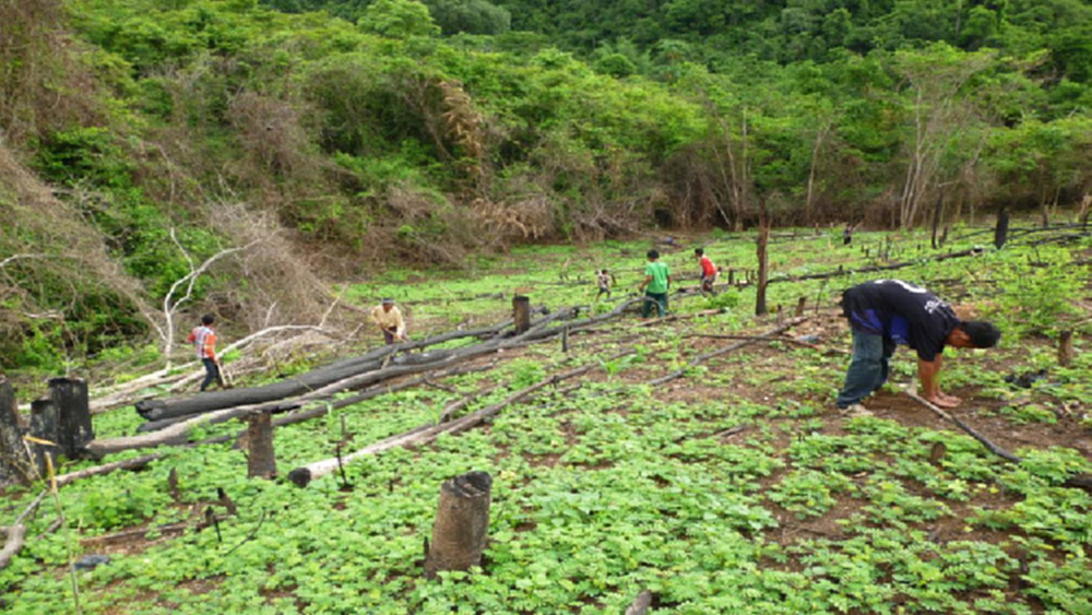 ป.ป.ท.รับไต่สวนทุจริตปลูกป่าแก่งกระจาน