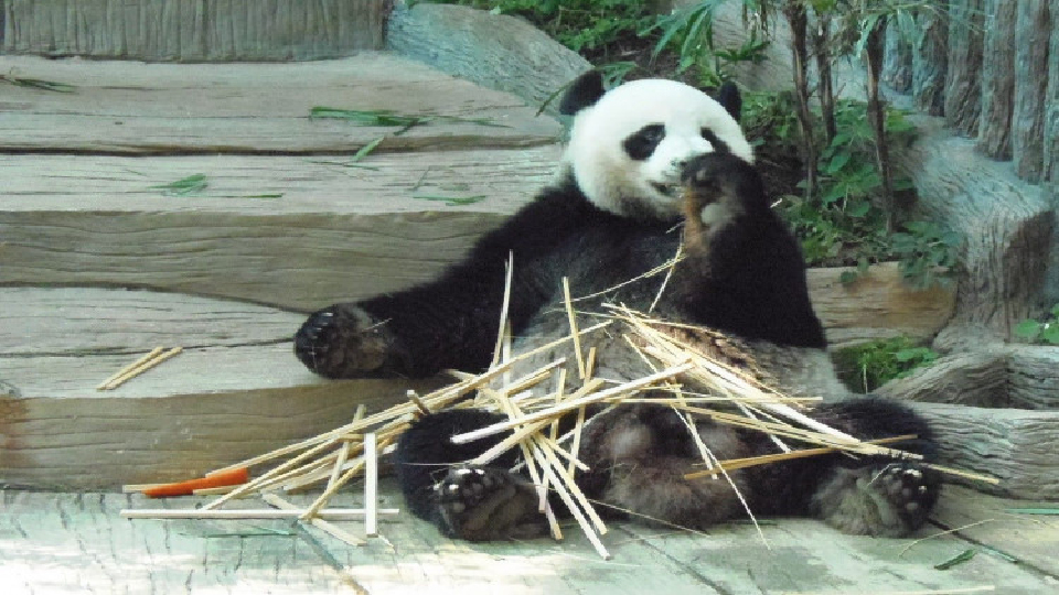 ชาวจีนขอคืน "หลินฮุ่ย" บอกสวนสัตว์ไทยเลี้ยงแพนด้าไม่เป็น