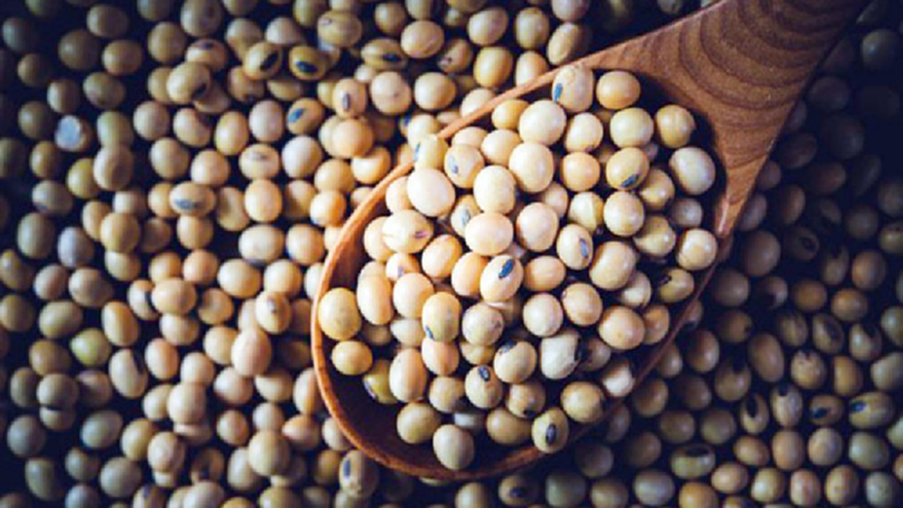 จีนสั่งซื้อถั่วเหลือง6แสนตันจากสหรัฐ