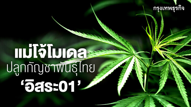 ตามไปดู'กัญชา'สายพันธุ์ไทย“อิสระ 01 “ปลูกเชิงอุตสาหกรรม'แห่งแรกของอาเซียน'ที่ม.แม่โจ้