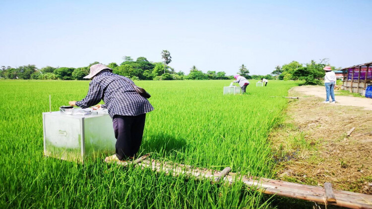 โลกร้อน กระทบผลผลิตเกษตร