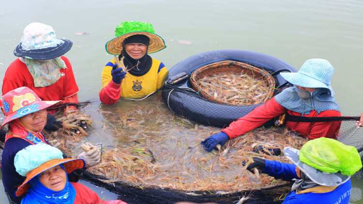 ‘สภาเกษตร’ชูโมเดลเลี้ยงกุ้งอิงธรรมชาติ