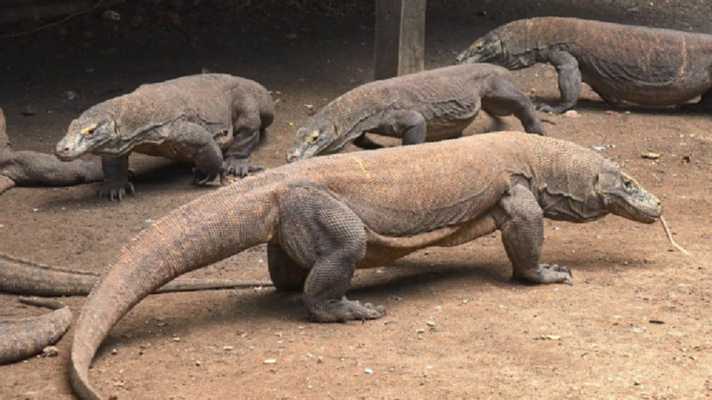 อินโดฯเปิดเกาะมังกรโคโมโด-เก็บค่าเข้าปีละ 1,000 ดอลล์