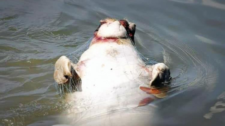 พบพะยูนตัวที่ 21 ติดอวนลอยตายกลางทะเลคุระบุรี