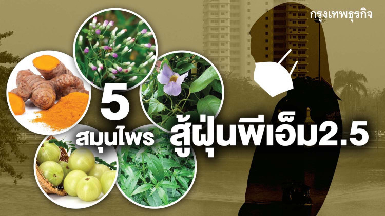 อภัยภูเบศรห่วงสุขภาพประชาชน แนะนำ5สมุนไพร สู้ฝุ่นพีเอ็ม2.5