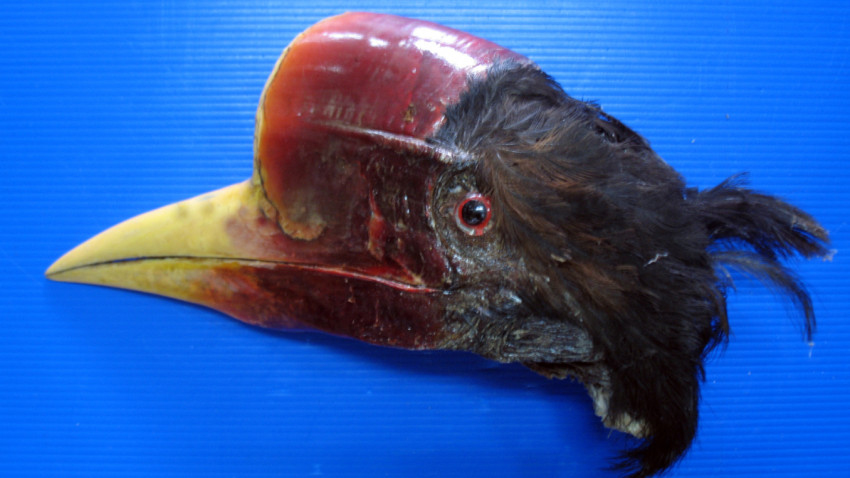 หยุดล่า ‘งาสีเลือด’