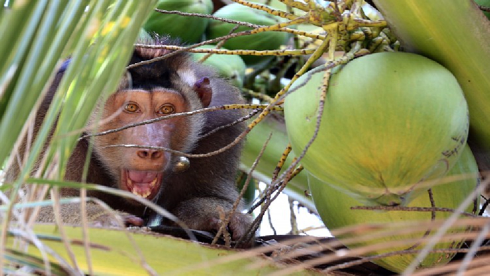 “มะพร้าวพันธุ์ใหม่”ทำคนไทยไม่ต้องกลัวมะพร้าวแพงอีกแล้ว