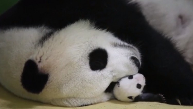 'ลูกแพนด้ายักษ์' เกิดใหม่ช่วงเฉลิมฉลอง 70 ปีวันชาติจีน