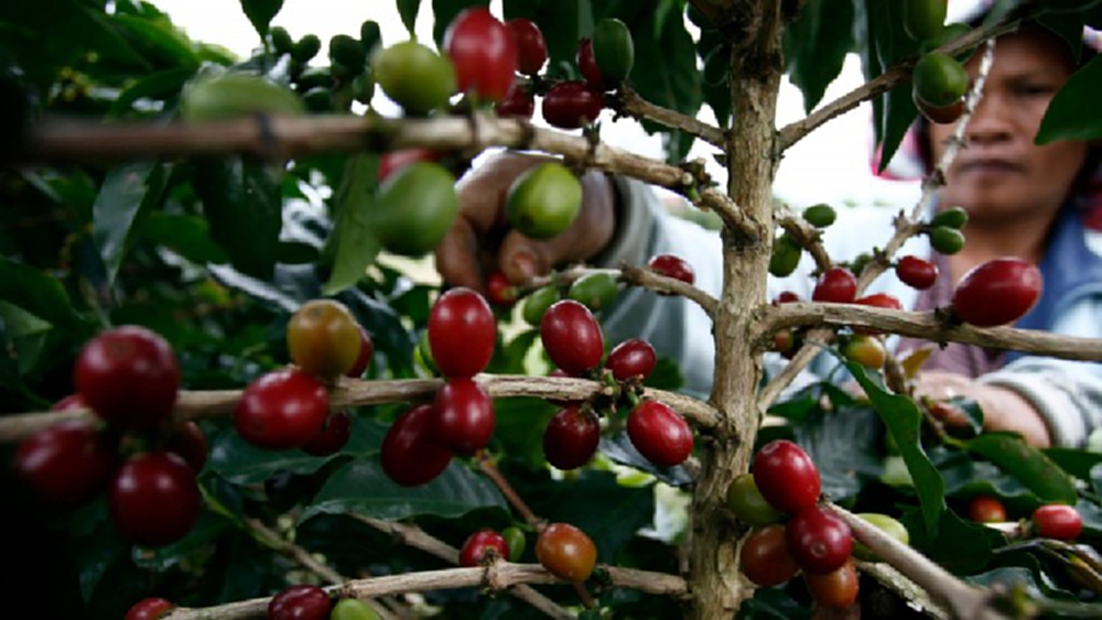 กาแฟ'ทรีอินวัน'มาแรงหนุนปลูกโรบัสตา