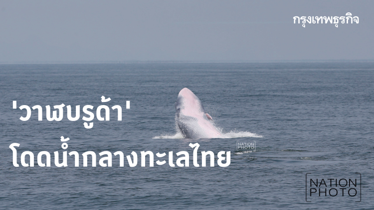 ตื่นตาตื่นใจ! ภาพ 'วาฬบรูด้า' โดดน้ำกลางทะเลไทย