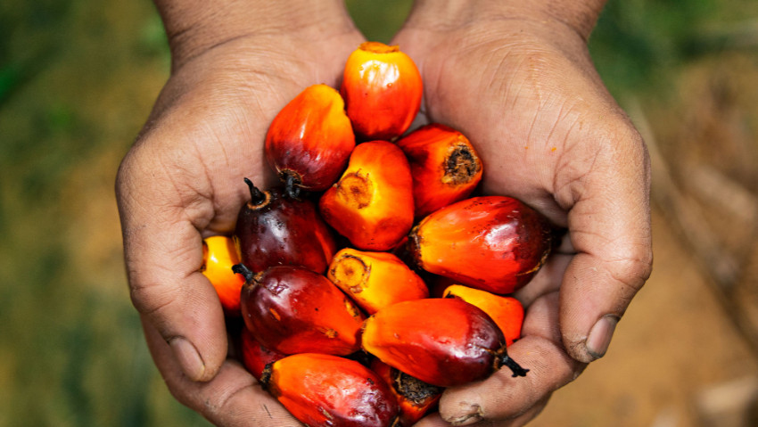 จากข้าวโพดสู่ปาล์มน้ำมัน สาเหตุเดียวกัน