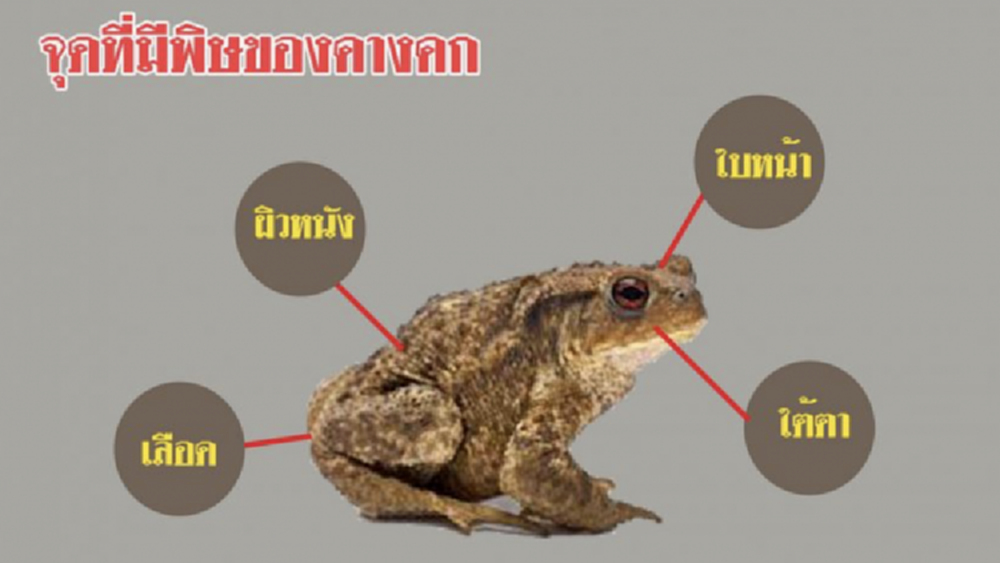 เตือน! ดื่มยาดองคางคก ฤทธิ์รุนแรงถึงเสียชีวิตได้ 