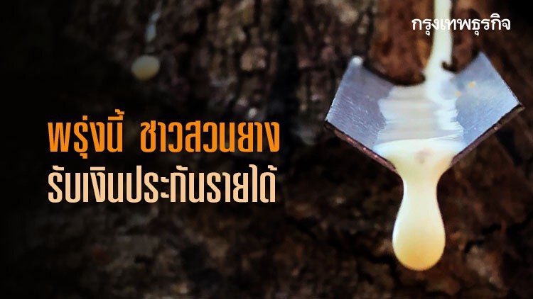 ชาวสวนยางกว่า 4 พันราย รับเงินประกันรายได้พรุ่งนี้