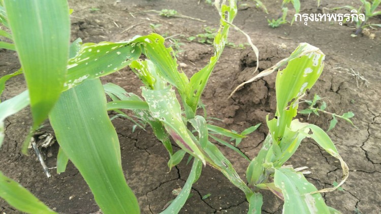 เผย 3 ขั้นตอนขึ้นทะเบียนสารชีวภัณฑ์กำจัดศัตรูพืช