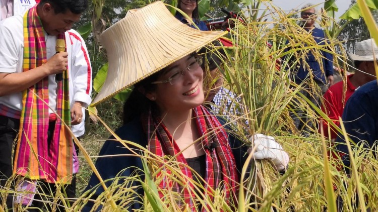 ‘สุดารัตน์’ ขอรัฐจริงใจเร่งมาตรการช่วยชาวนา ถูกกดราคาข้าวเปลือก