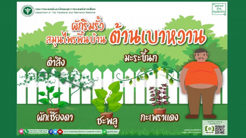 แพทย์แผนไทยชูผักริมรั้ว สมุนไพรพื้นบ้าน ต้านเบาหวาน