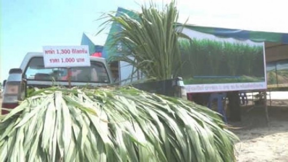 เกษตรกรหนุนปลูกเนเปียร์  ป้อนโรงไฟฟ้าชุมชนอีสาน