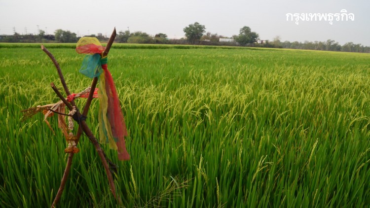 สทนช.แจ้งเตือน 8 จังหวัด ภาคกลาง-อีสาน งดปลูกข้าวนาปรัง