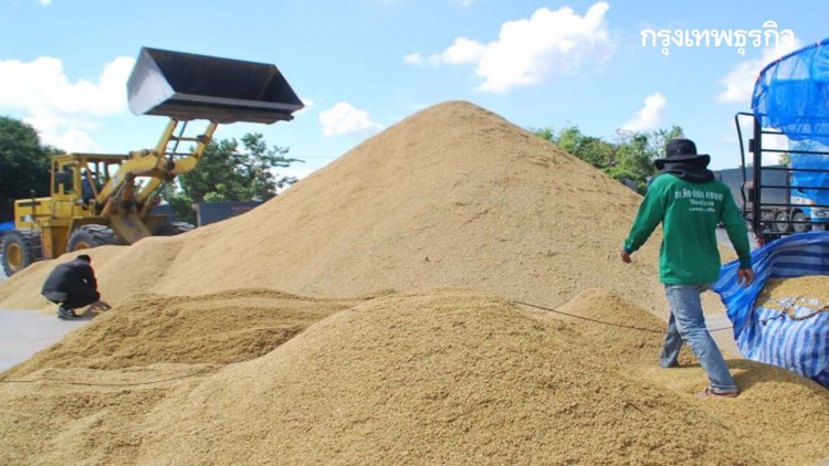 เดือดร้อน! ชาวนาพิจิตรเกี่ยวข้าวแล้วโรงสีไม่รับซื้อ