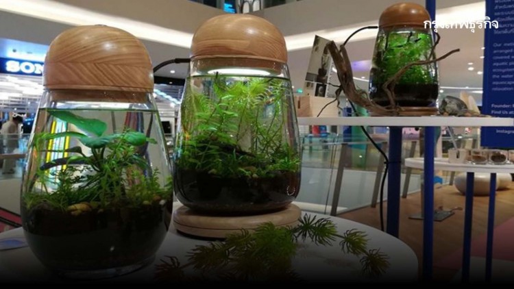 สวนไม้น้ำในโหลแก้ว เฟอร์นิเจอร์มีชีวิตของชาวคอนโด