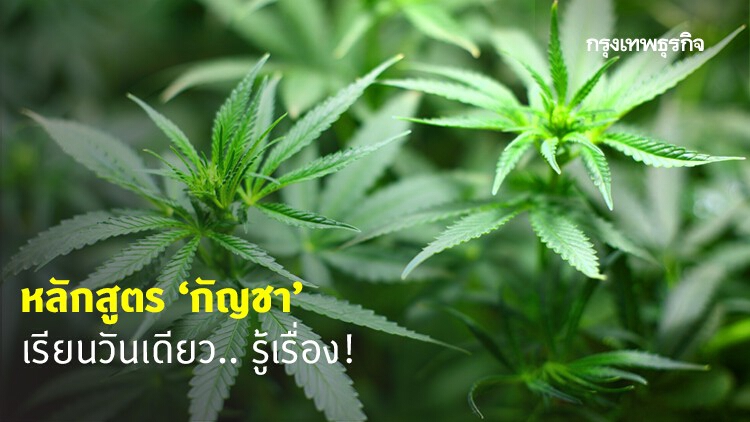 รับสมัครแล้ว! อภัยภูเบศร เปิดหลักสูตร 'กัญชา' สำหรับบุคคลทั่วไป