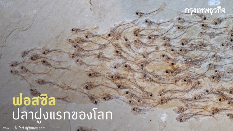 แกะปริศนา 'ปลาฝูงแรก' ในประวัติศาสตร์โลก