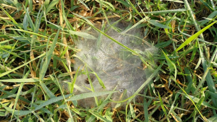 หนาวนี้กับผีตากผ้าอ้อม