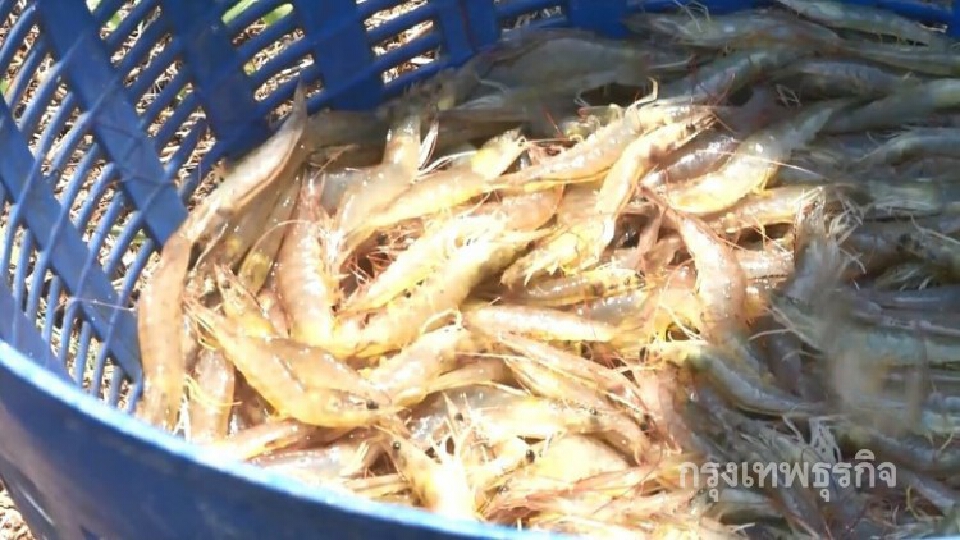 'สมาคมกุ้ง' เคาะส่งออกปีนี้วูบ 11% มูลค่าแตะ 1.5 แสนตัน 