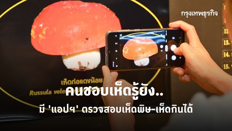 พัฒนาแล้ว..พร้อมใช้! 'แอปฯ' ตรวจสอบชนิดเห็ดพิษและเห็ดกินได้