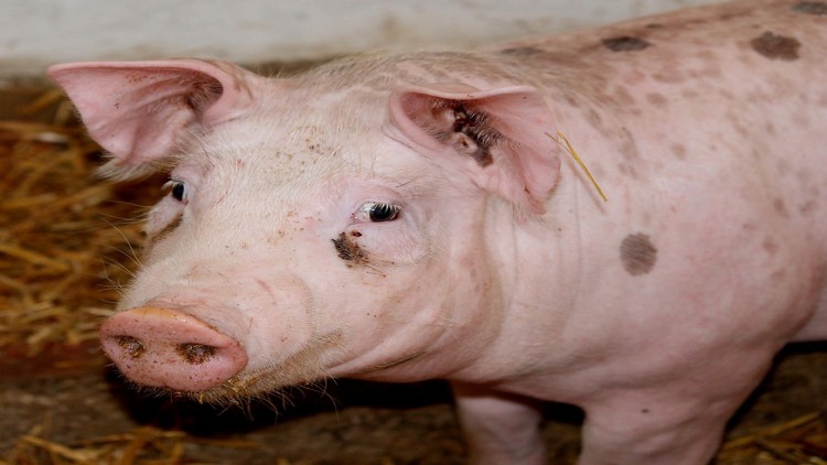 ครม.เข้มกฎนำเข้าซากสัตว์ป้อง ไข้หวัดหมูแอฟริกา