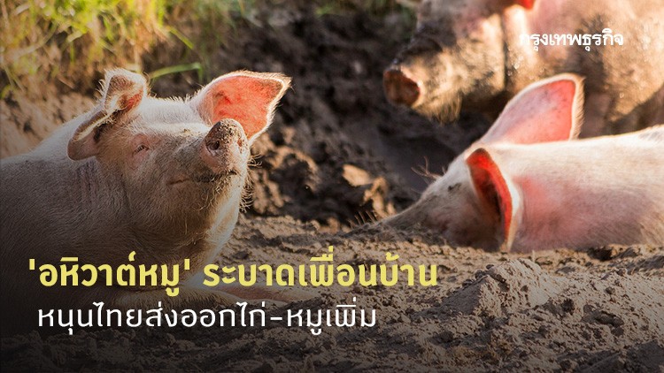 'อหิวาต์หมู' ระบาดเพื่อนบ้าน หนุนไทยส่งออกไก่-หมูเพิ่ม