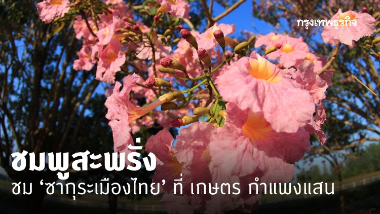 ชมพูพันธุ์ทิพย์บานสะพรั่ง เกษตรฯ กำแพงแสน คนแห่เช็คอิน ถ่ายรูป