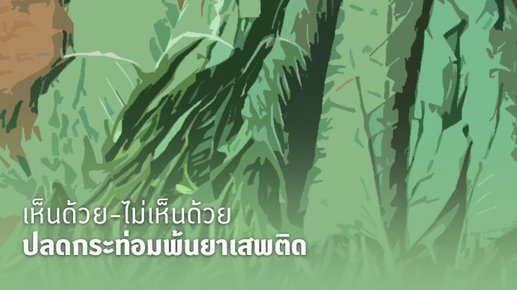 เห็นด้วย-ไม่เห็นด้วย ปลดกระท่อมพ้นยาเสพติด