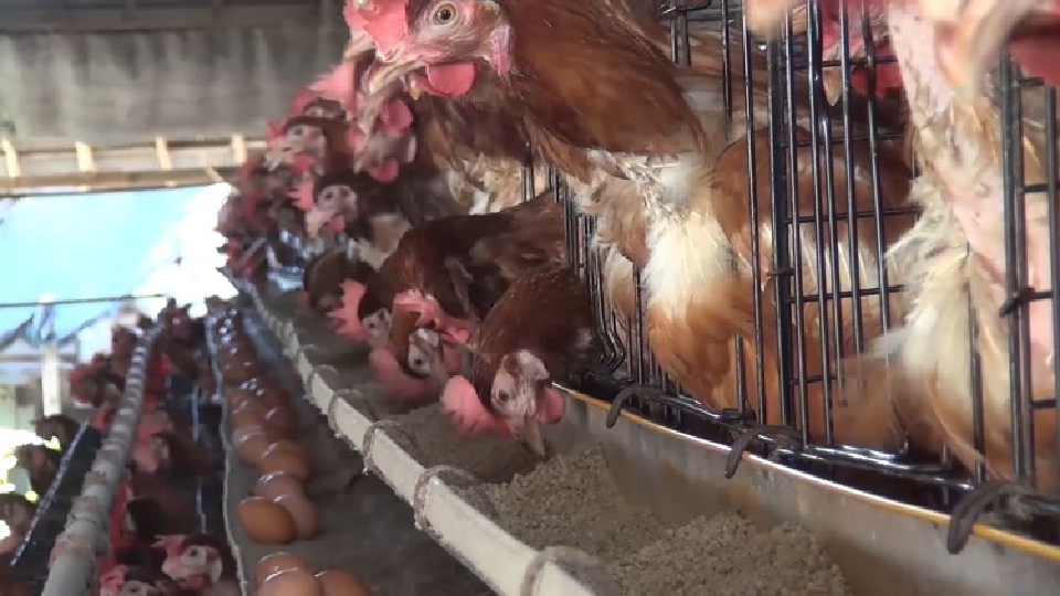 'ปศุสัตว์' เจาะตลาดไก่ตะวันออกกลาง