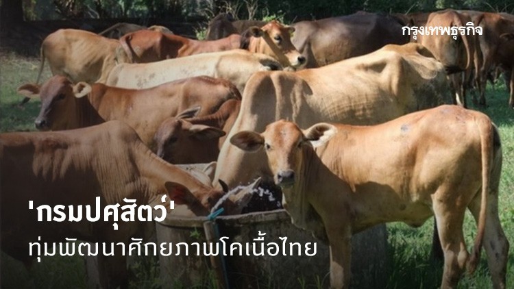 'ปศุสัตว์' ทุ่ม 160 ล้านรับมือเสรีโค