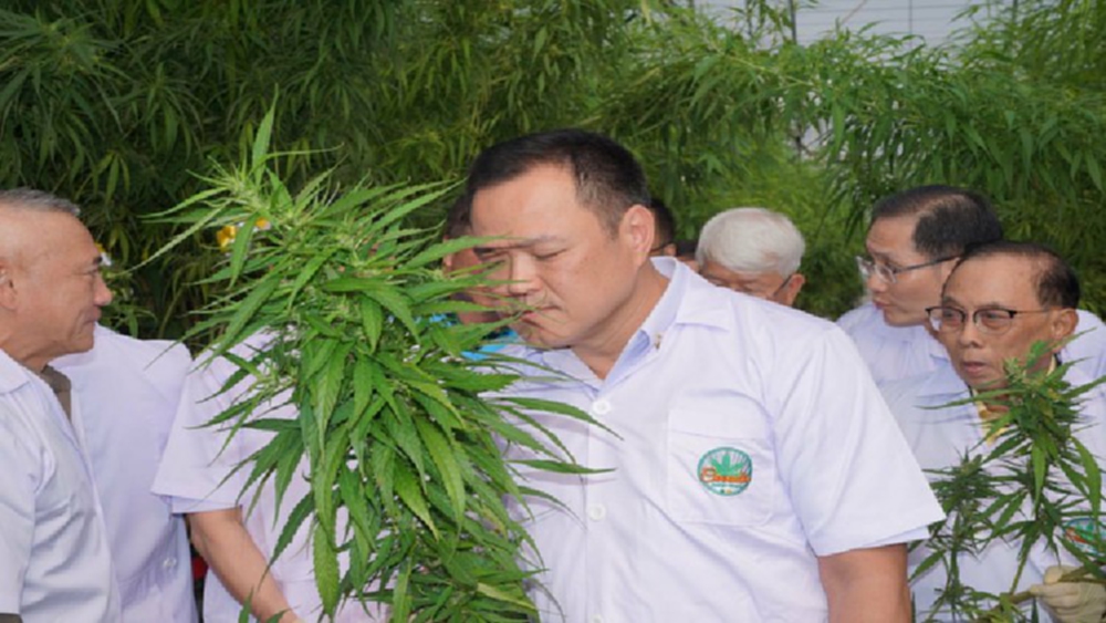 นับ1 ปลูกกัญชาในระดับครัวเรือน