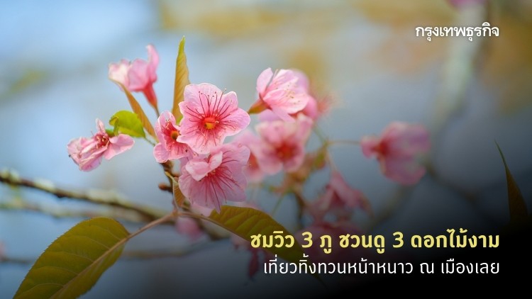 เที่ยว 3 ภู.. ดู 3 ทุ่งดอกไม้ ชวนสัมผัสลมหนาว ณ เมืองเลย