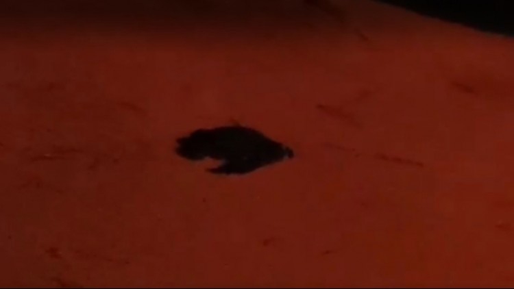 เฮลั่น! ลูกเต่ามะเฟือง 77 ตัว รังที่ 2 คลานกลับสู่ธรรมชาติ