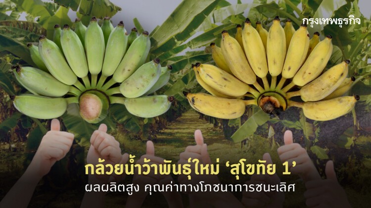 กล้วยน้ำว้าพันธุ์ใหม่ “สุโขทัย 1” ผลผลิตสูง คุณค่าทางโภชนาการชนะเลิศ