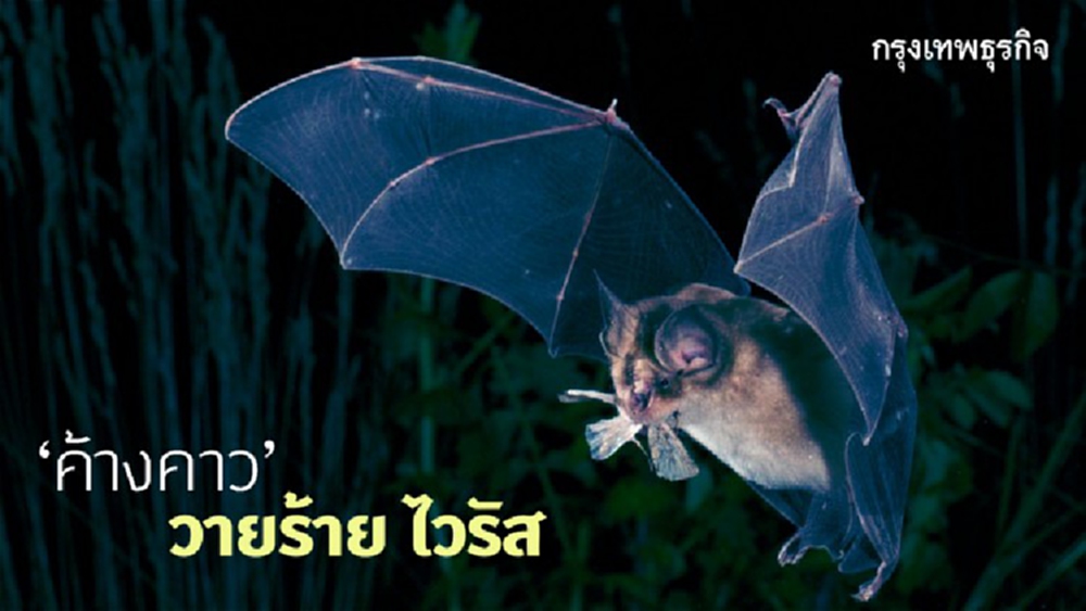 'ไวรัสโคโรน่า' แค่โหมโรง... 'ค้างคาว' แหล่งรวมเชื้อโรครอระบาด