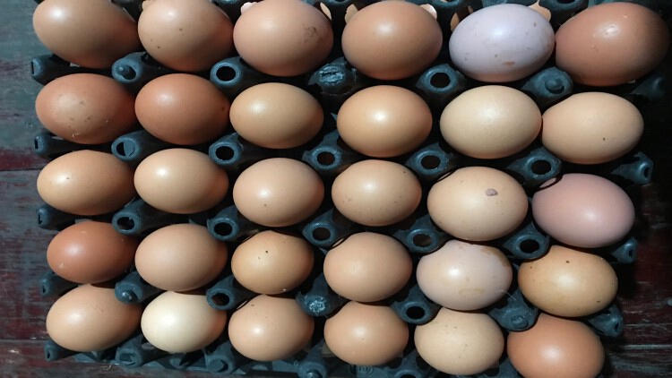 'เอ้กบอร์ด' เคาะโควตาพ่อ-แม่พันธุ์ไก่ไข่ปีนี้ 4.6 แสนตัว