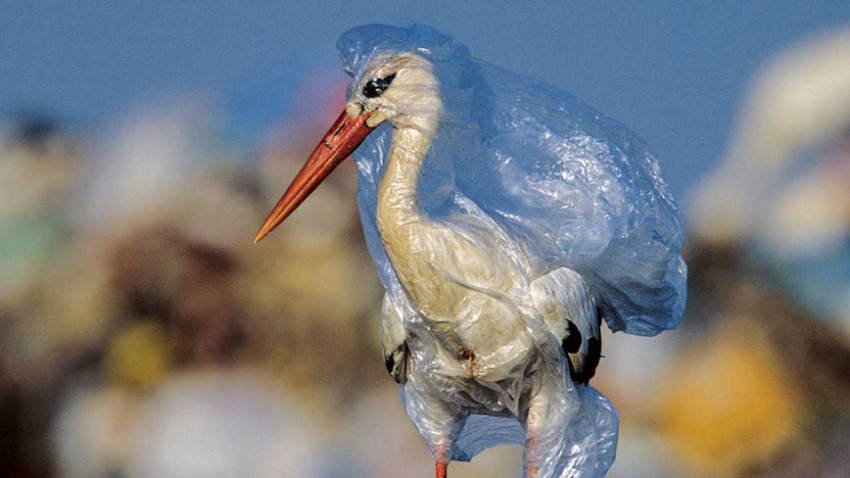 ภัยติดปีก เหยื่อมลพิษขยะ