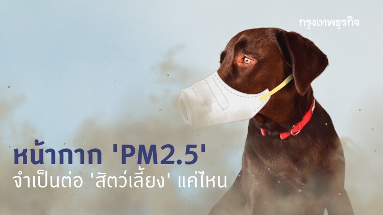 หน้ากาก 'PM2.5' จำเป็นต่อ ‘สัตว์เลี้ยง’ แค่ไหน