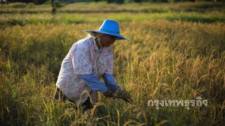 ก้มหน้ารับผล ฝืนทนทำงาน งบประมาณโดนตัด